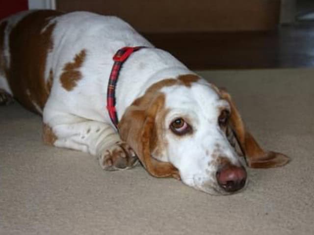 Sponsor A BRNGB Hound