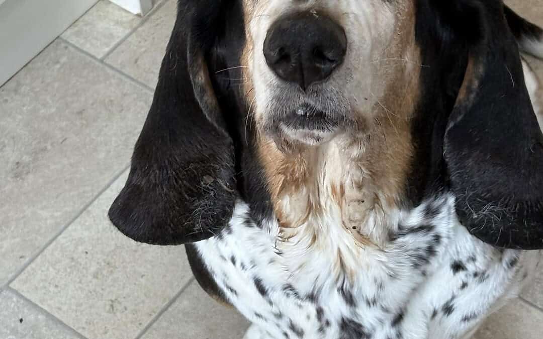 Basset hound sitting on tiled floor indoors.