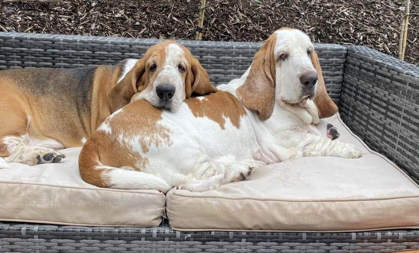 Bollo Beagle Bolo and Bruce - BRNGB